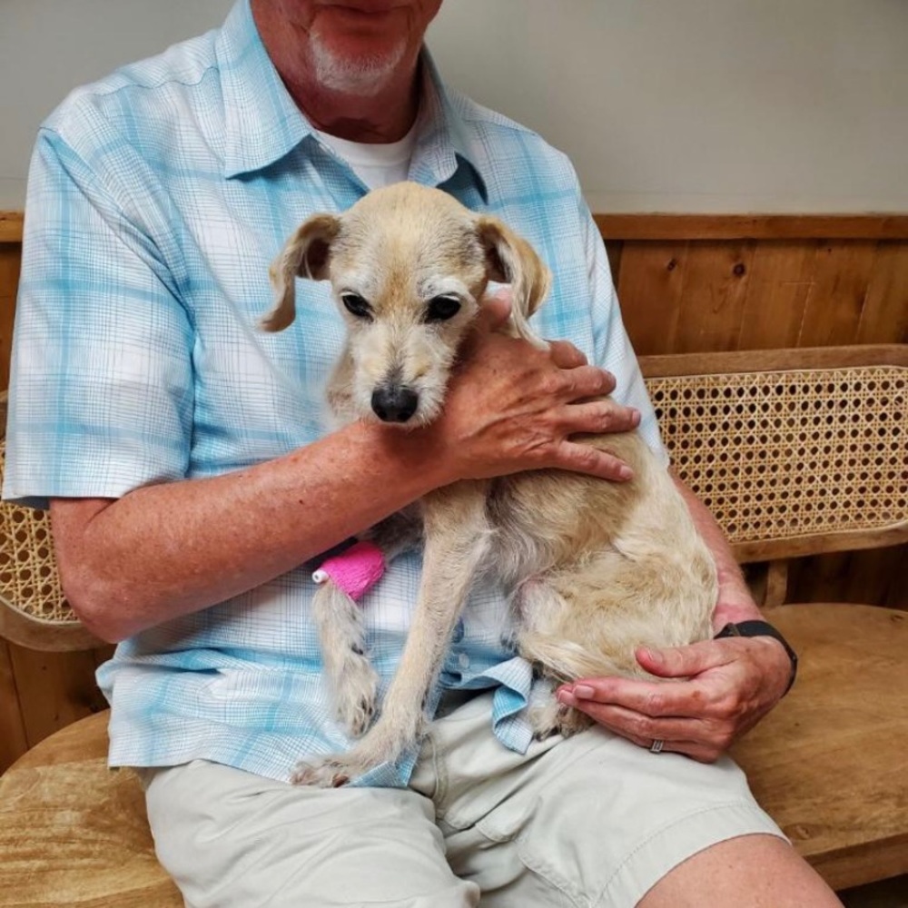 RIP my sweet baby Tanner! 2009-2023 🐾🐾💔🐾🐾 - Picture 3 of 3